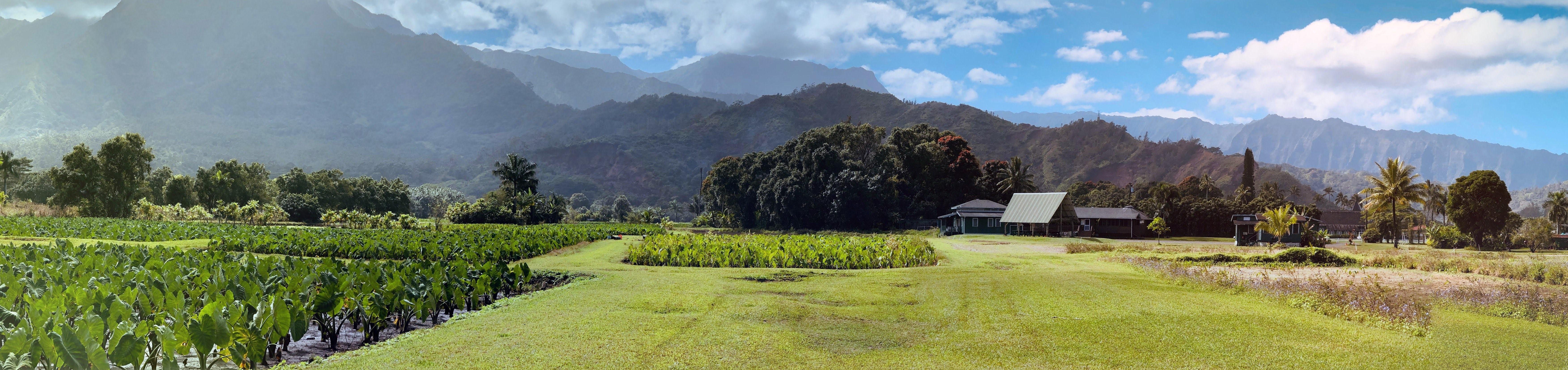 Panoramic landscape of agricultural fields with broad-leafed plants in the foreground, farm buildings to the right, and mist-covered mountains in the background under a partly cloudy sky.